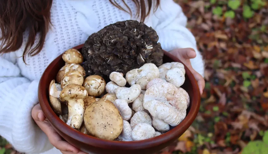 Private Daytrip for truffle mushroom foraging & wine tasting