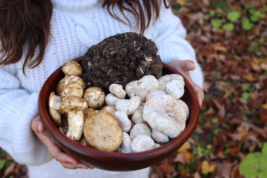 Private Daytrip for truffle mushroom foraging & wine tasting